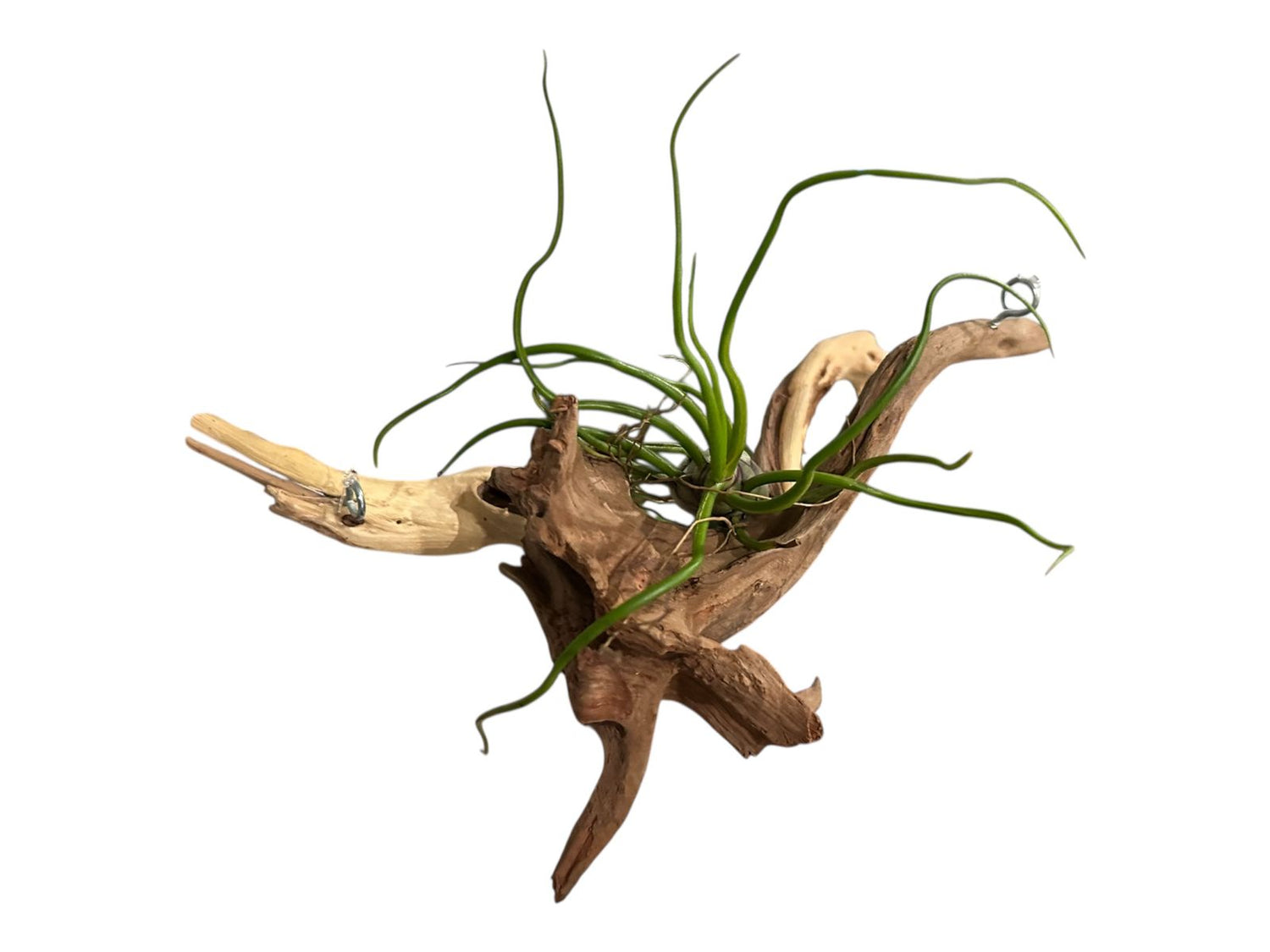 Spider Wood