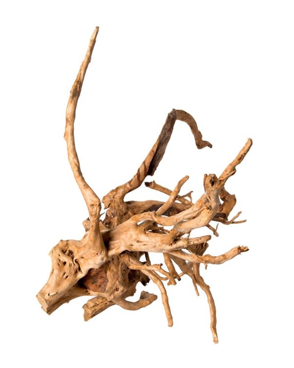 Natural Driftwood Spider Wood Decor | Locally Sourced from Florida | Air Plant Display for Terrariums & Aquariums