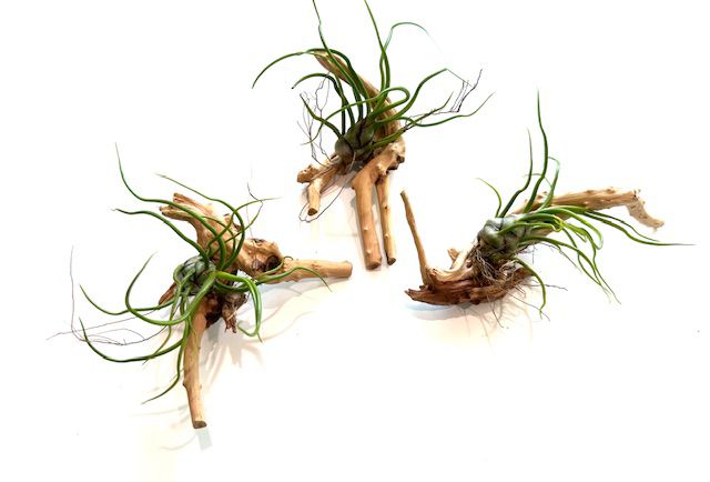 Natural Spider Driftwood Hanging Air Plant Display 4"-8" | Tillandsia Bulbosa on Unique Spider Wood | Easy-Care Living Decor | Unique Gift
