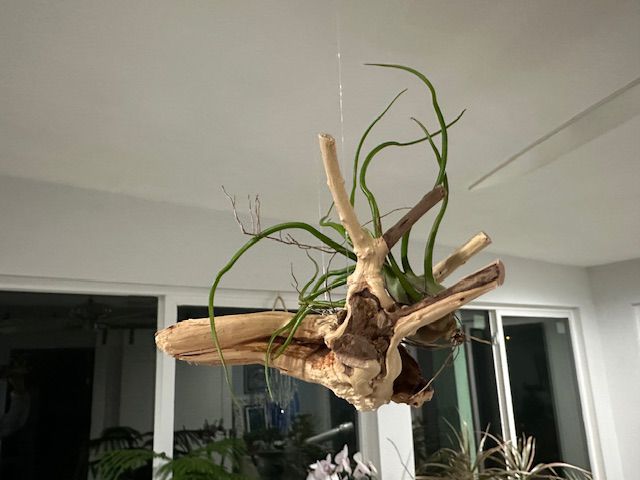 Natural Spider Driftwood Hanging Air Plant Display 4"-8" | Tillandsia Bulbosa on Unique Spider Wood | Easy-Care Living Decor | Unique Gift