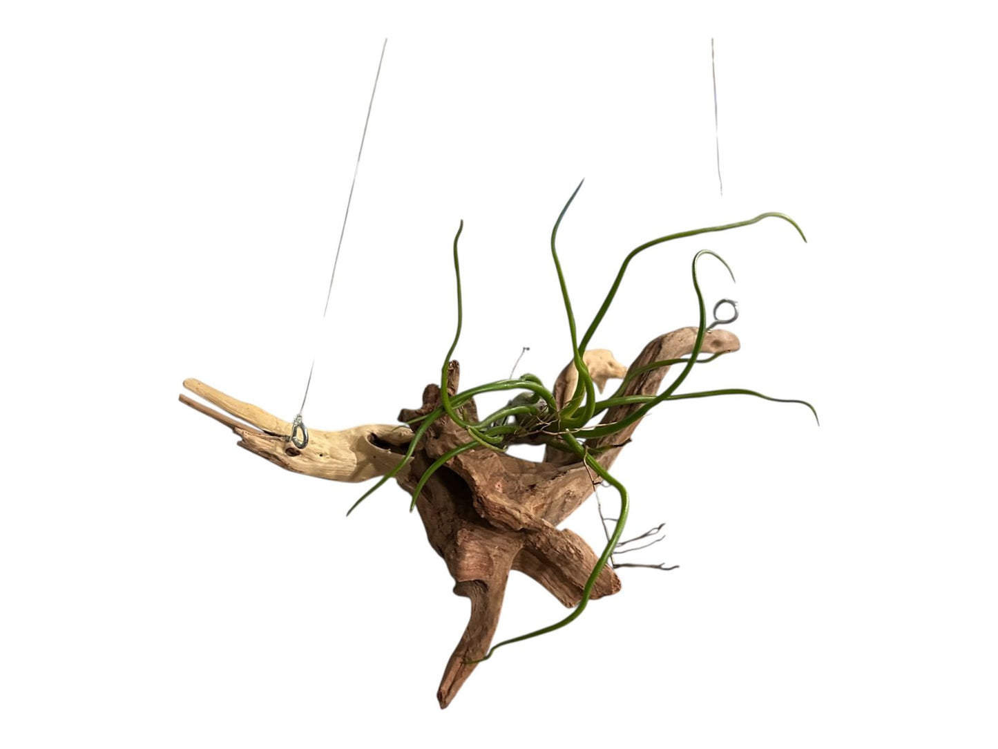 Natural Spider Driftwood Hanging Air Plant Display 4"-8" | Tillandsia Bulbosa on Unique Spider Wood | Easy-Care Living Decor | Unique Gift