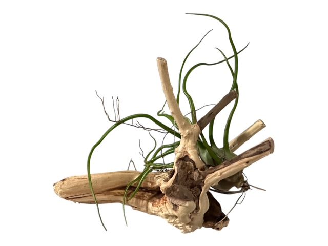 Natural Spider Driftwood Hanging Air Plant Display 4"-8" | Tillandsia Bulbosa on Unique Spider Wood | Easy-Care Living Decor | Unique Gift
