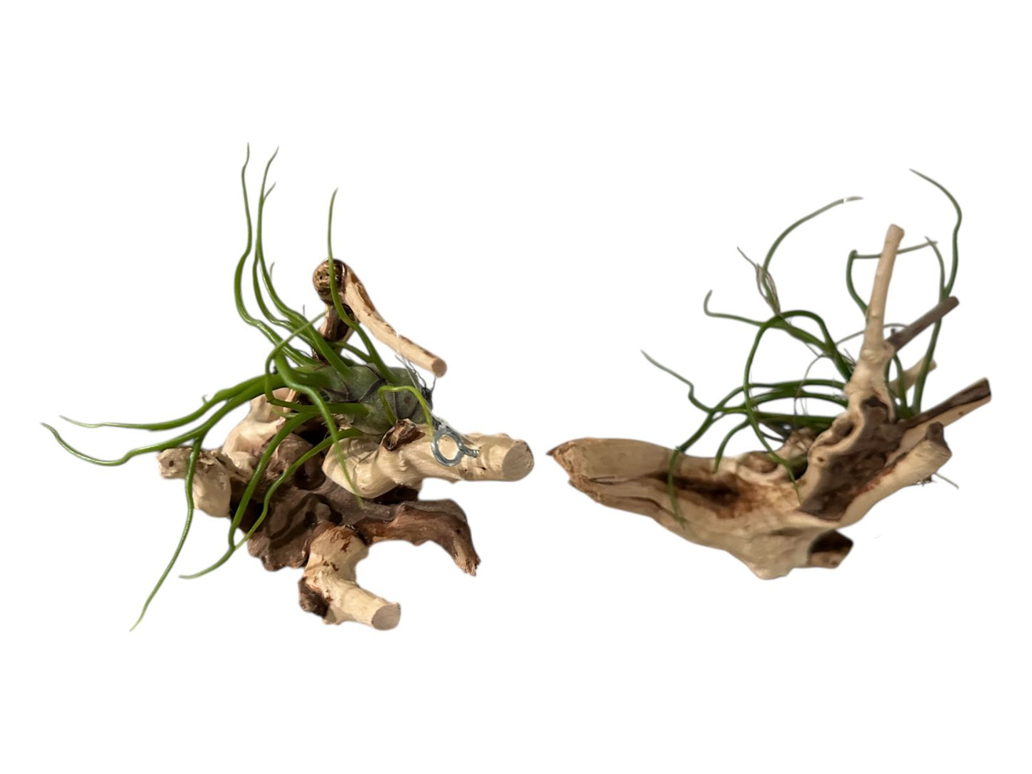 Natural Spider Driftwood Hanging Air Plant Display 4"-8" | Tillandsia Bulbosa on Unique Spider Wood | Easy-Care Living Decor | Unique Gift