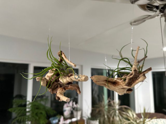 Natural Spider Driftwood Hanging Air Plant Display 4"-8" | Tillandsia Bulbosa on Unique Spider Wood | Easy-Care Living Decor | Unique Gift
