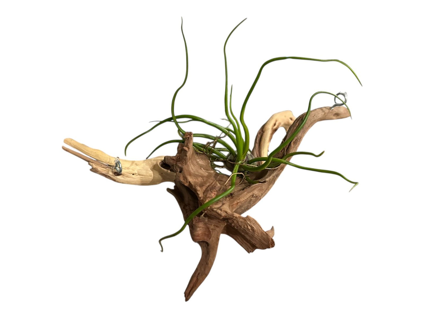 Natural Spider Driftwood Hanging Air Plant Display 4"-8" | Tillandsia Bulbosa on Unique Spider Wood | Easy-Care Living Decor | Unique Gift