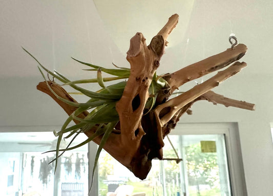 Natural Spider Driftwood Hanging Air Plant Display 4"-8" | Tillandsia Bulbosa on Unique Spider Wood | Easy-Care Living Decor | Unique Gift