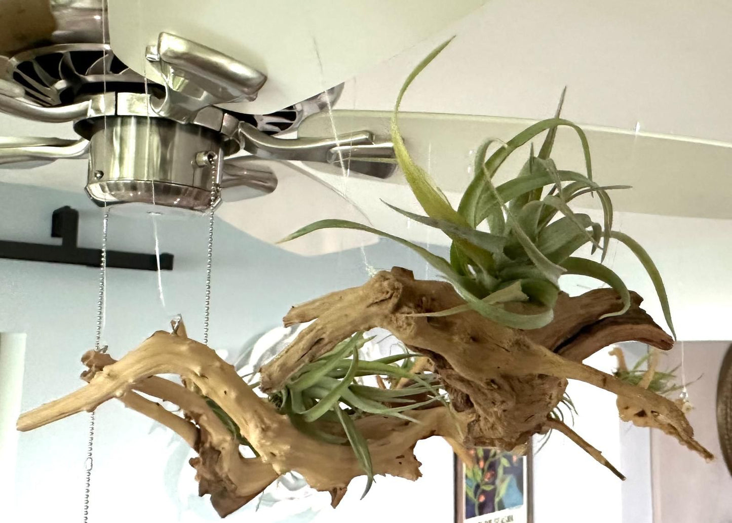 Natural Spider Driftwood Hanging Air Plant Display 4"-8" | Tillandsia Bulbosa on Unique Spider Wood | Easy-Care Living Decor | Unique Gift