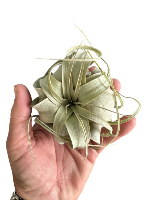 Xerographica Live Air Plant- Tillandsia