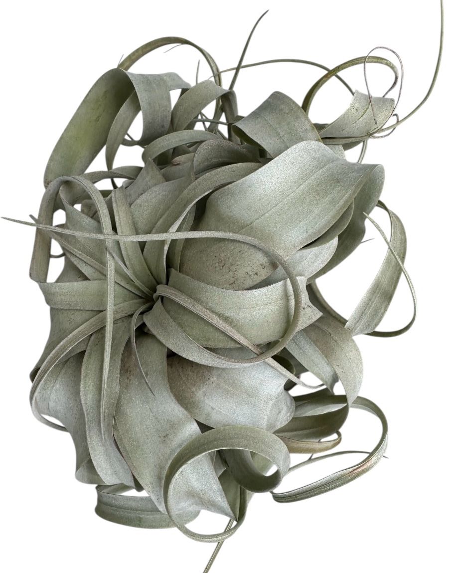 Xerographica Live Air Plant- Tillandsia