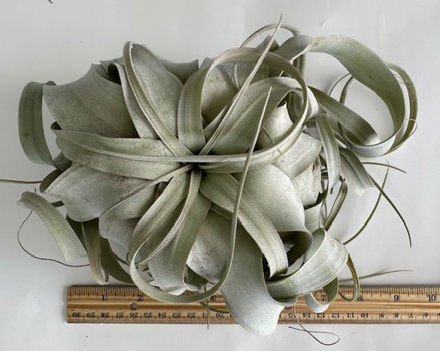 Xerographica Live Air Plant- Tillandsia