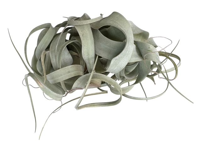 Xerographica Live Air Plant- Tillandsia