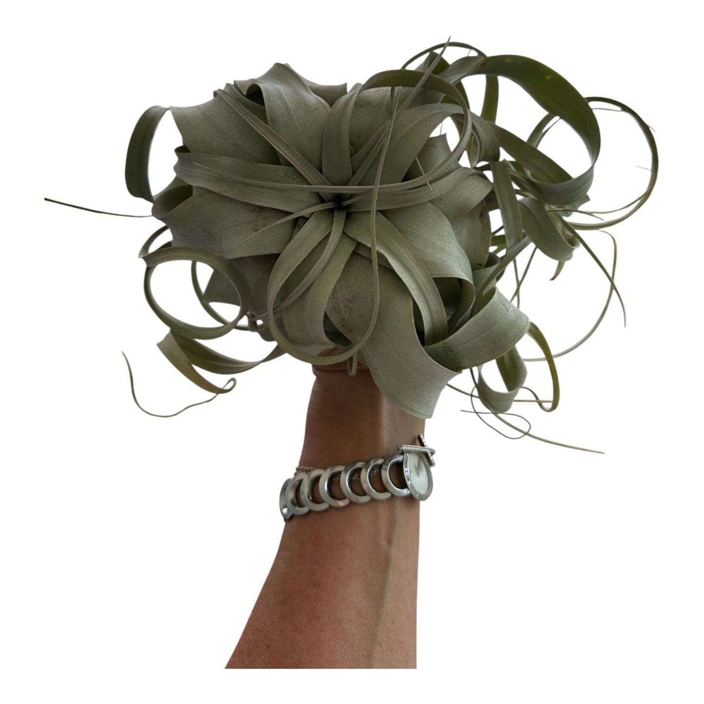 Xerographica Live Air Plant- Tillandsia