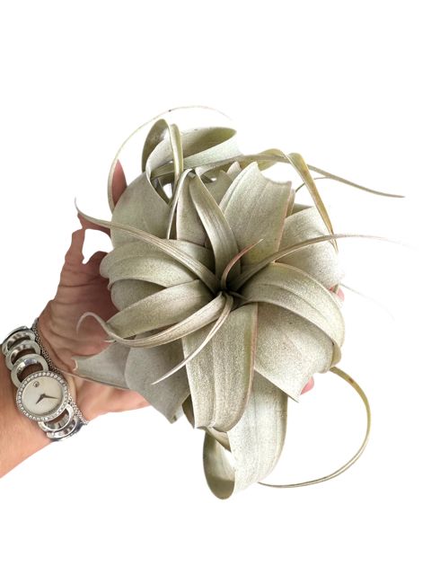 Xerographica Live Air Plant- Tillandsia