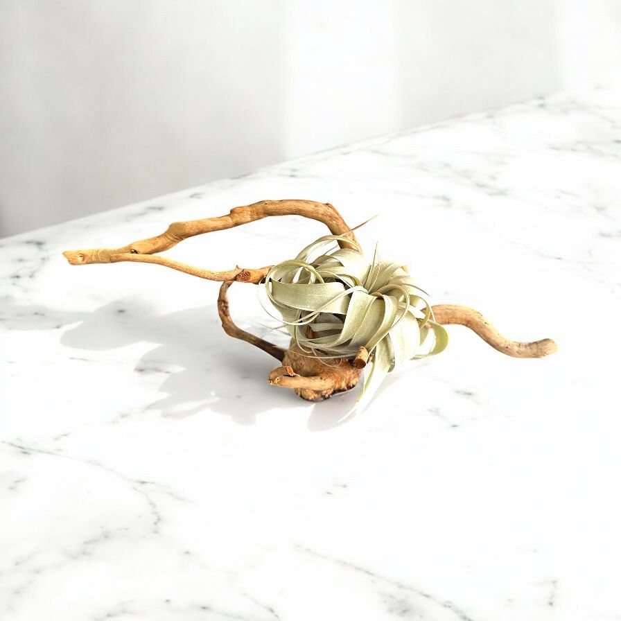 Xerographica Live Air Plant- Tillandsia