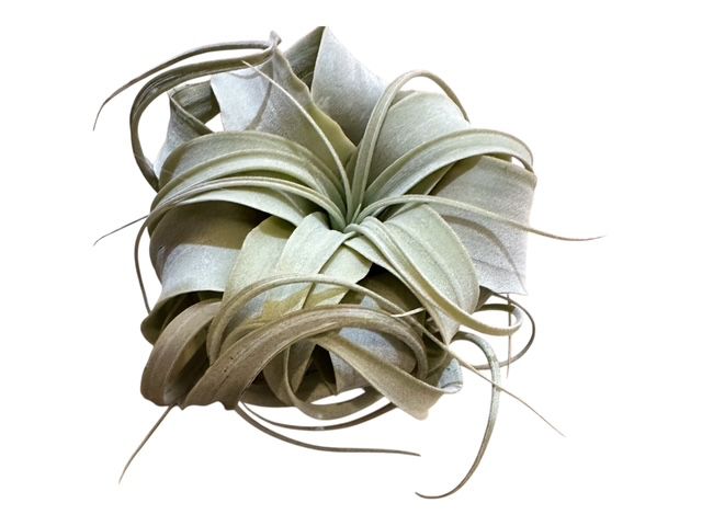 Xerographica Live Air Plant- Tillandsia