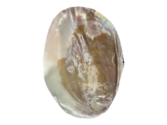 Large Mother of Iridescent Pearl Clam Shell - Coastal Home Decor - Jewelry / Soap Dish - Natural Seashell