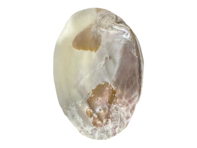Large Mother of Iridescent Pearl Clam Shell - Coastal Home Decor - Jewelry / Soap Dish - Natural Seashell