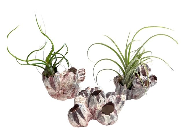 Natural Barnacle Cluster & Air Plant Set | Choose: Sidewinder, Bulbosa, Stricta