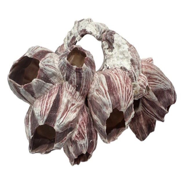 Natural Barnacle Cluster & Air Plant Set | Choose: Sidewinder, Bulbosa, Stricta