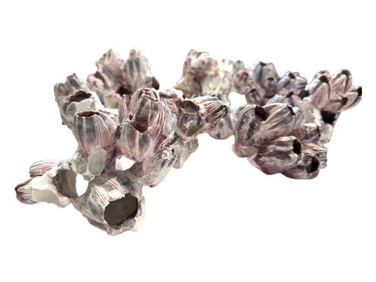 Natural Barnacle Cluster & Air Plant Set | Choose: Sidewinder, Bulbosa, Stricta