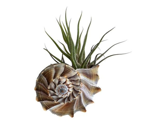 Pruinosa Air Plant Tillandsia in Natural Sinistrofulgur Shell- Plant Lovers Gift