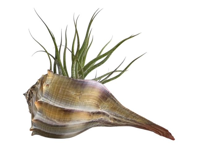 Pruinosa Air Plant Tillandsia in Natural Sinistrofulgur Shell- Plant Lovers Gift