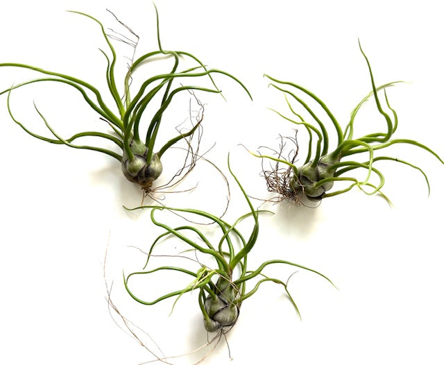 Natural Barnacle Cluster & Air Plant Set | Choose: Sidewinder, Bulbosa, Stricta