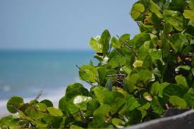 Sea Grape Leaves- Dried Leaf Litter -Terrarium Bedding- Crafts- Florida Coast