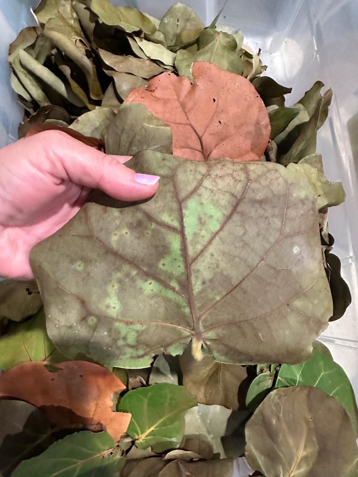 Sea Grape Leaves- Dried Leaf Litter -Terrarium Bedding- Crafts- Florida Coast