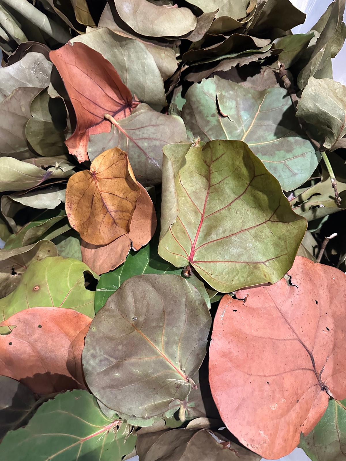 Sea Grape Leaves- Dried Leaf Litter -Terrarium Bedding- Crafts- Florida Coast