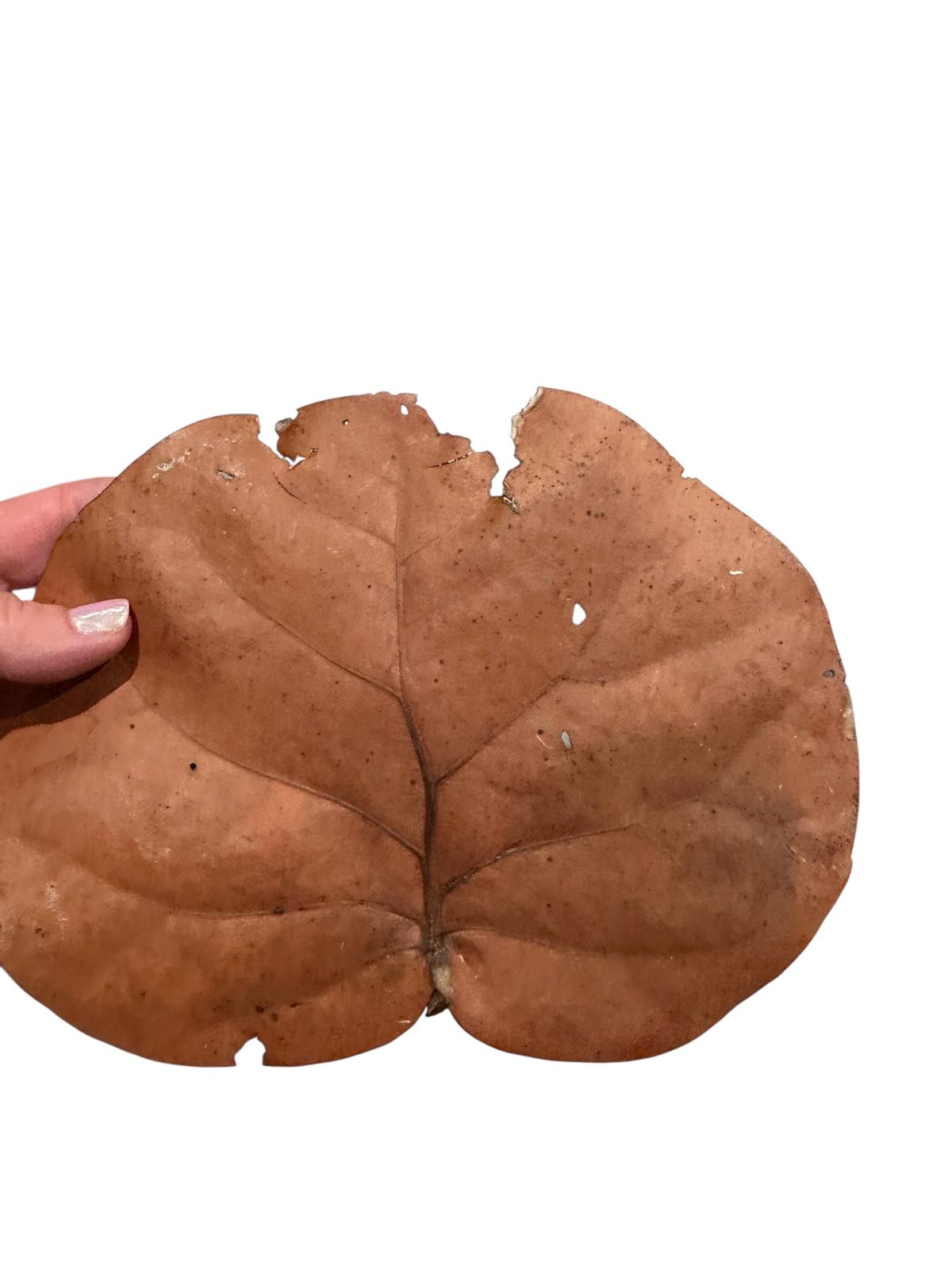 Sea Grape Leaves- Dried Leaf Litter -Terrarium Bedding- Crafts- Florida Coast