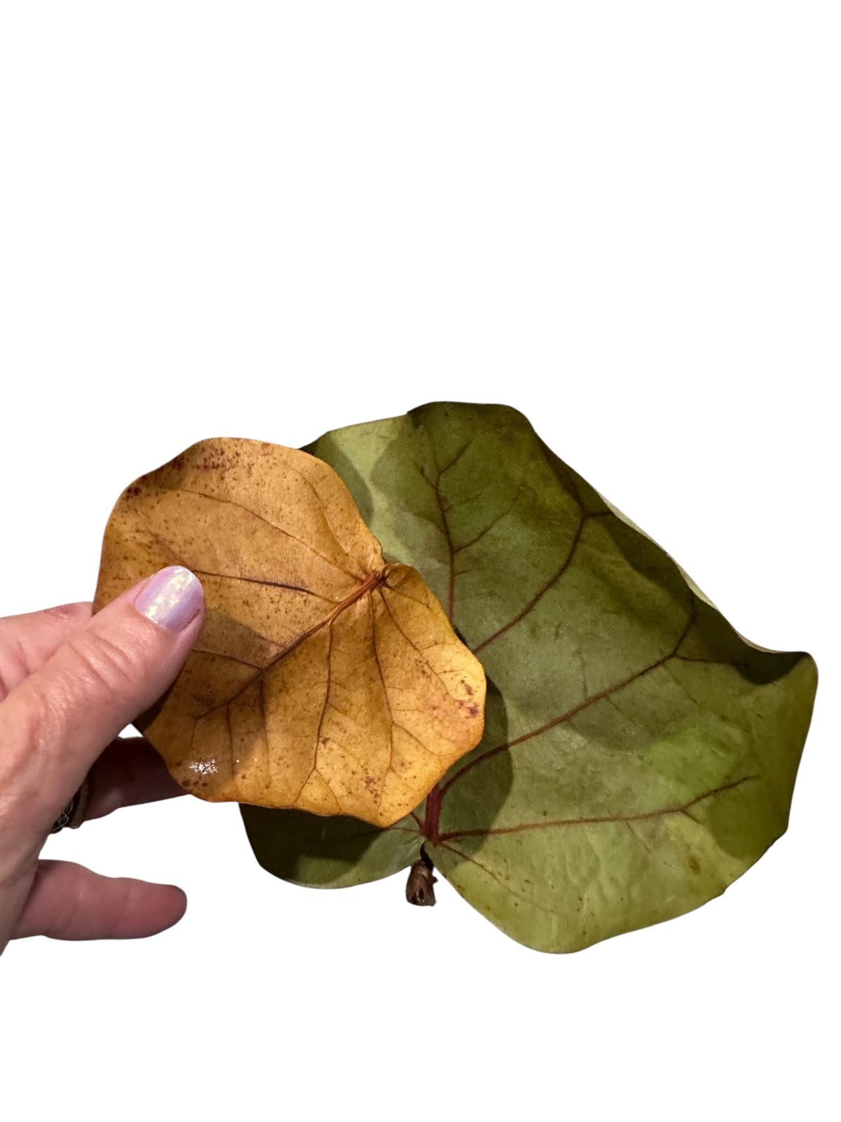 Sea Grape Leaves- Dried Leaf Litter -Terrarium Bedding- Crafts- Florida Coast