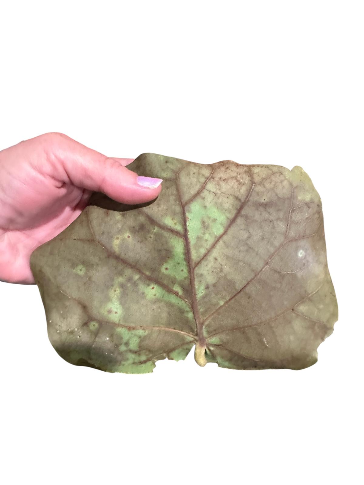 Sea Grape Leaves- Dried Leaf Litter -Terrarium Bedding- Crafts- Florida Coast