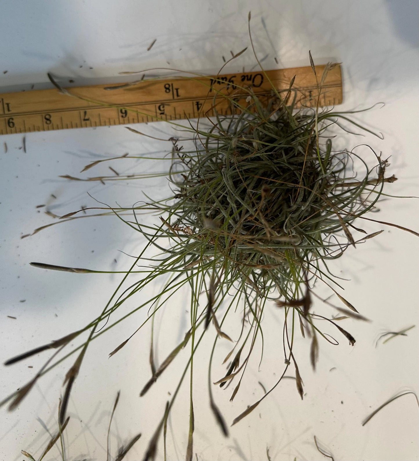 Tillandsia Ball Moss Air Plants | Wild-Collected Florida Clusters | Natural Home Decor