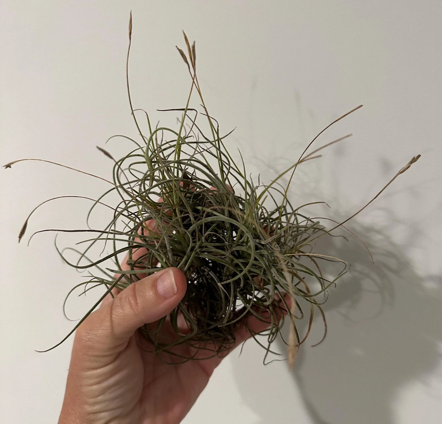 Tillandsia Ball Moss Air Plants | Wild-Collected Florida Clusters | Natural Home Decor