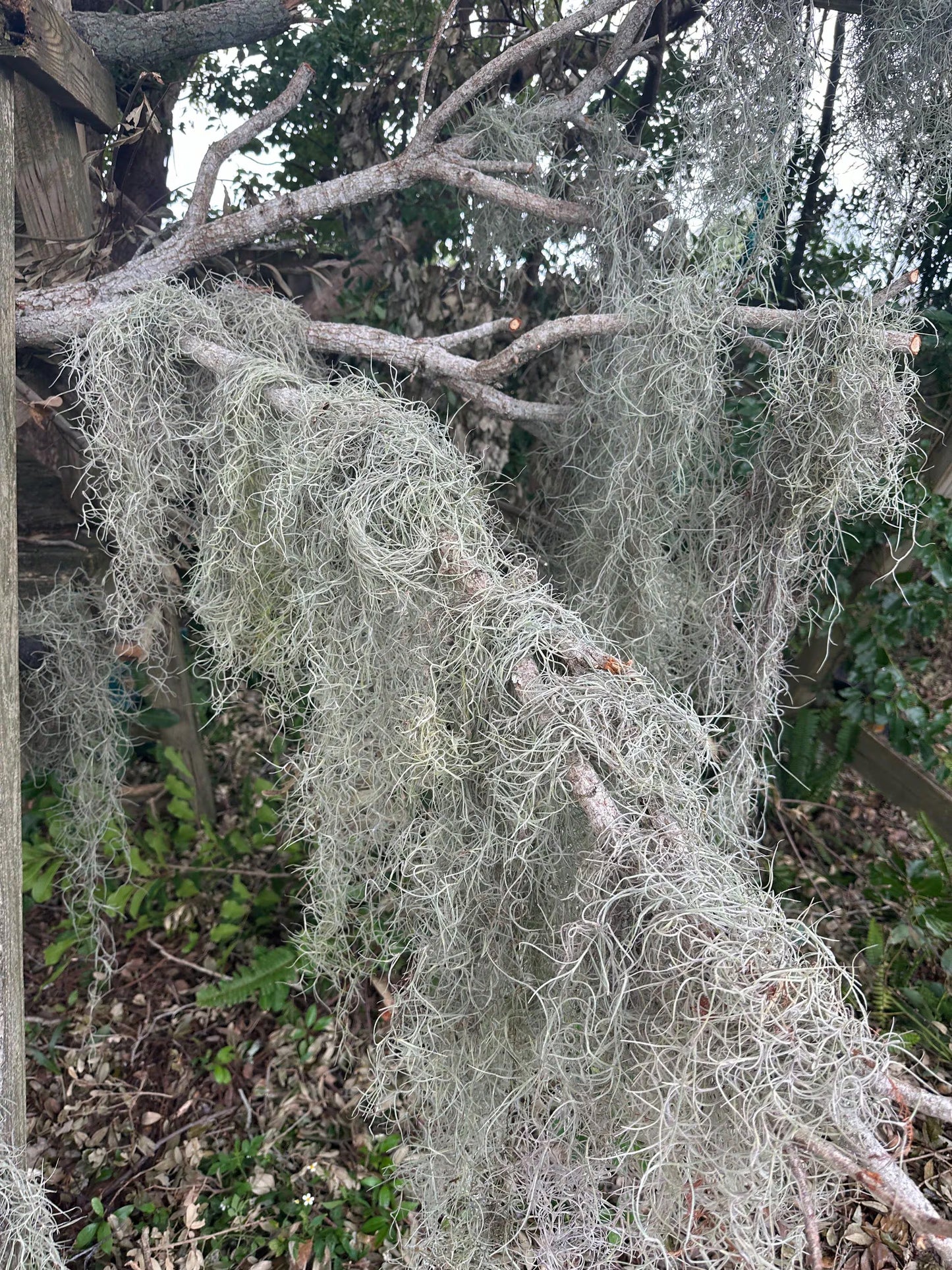1 -5 GAL Premium Fresh Spanish Moss Air Plant - Healthy Tillandsia Usneoides - Wewdding & Home Decor, Orchids & Terrariums