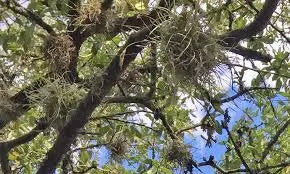 Tillandsia Ball Moss Air Plants | Wild-Collected Florida Clusters | Natural Home Decor