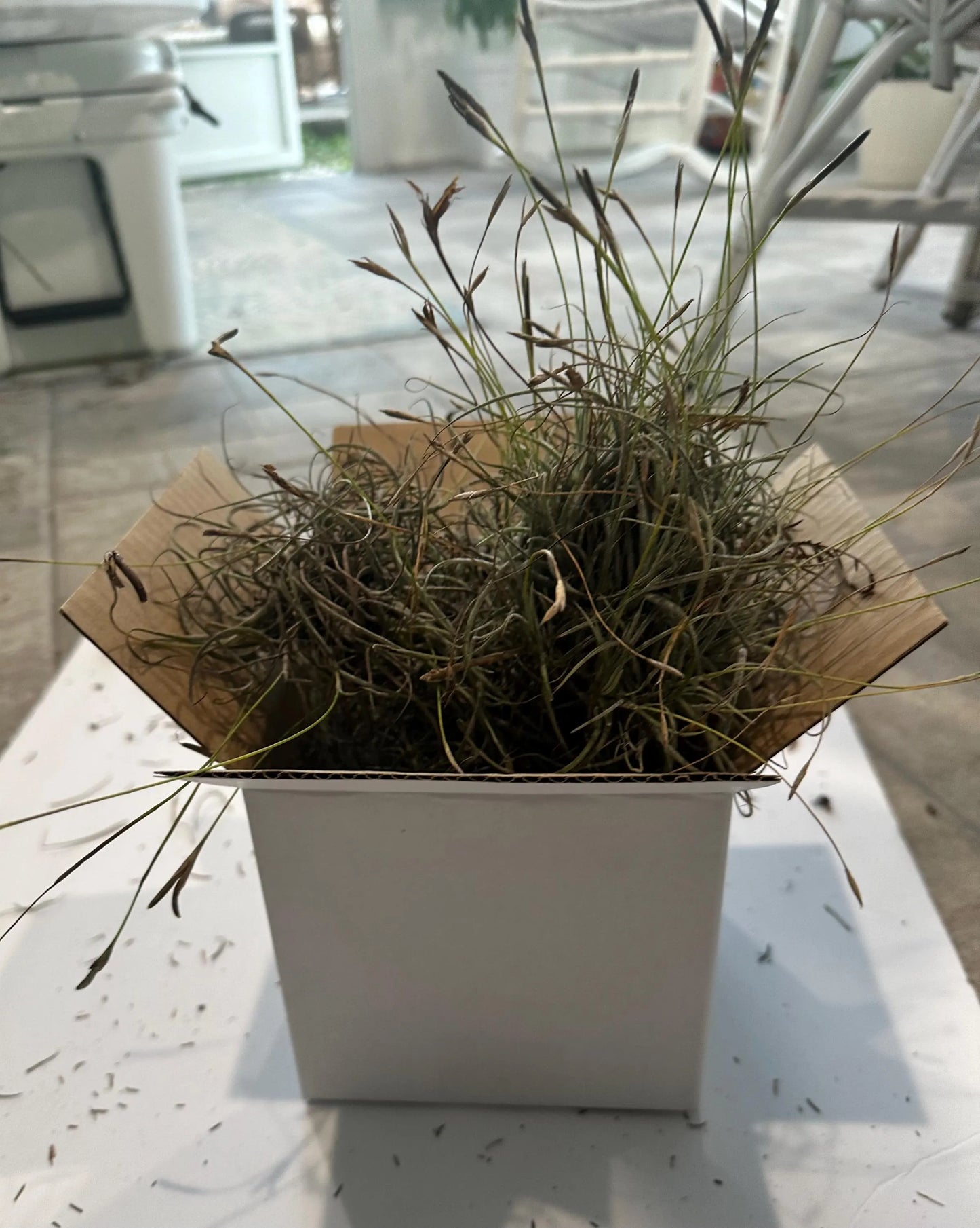 Tillandsia Ball Moss Air Plants | Wild-Collected Florida Clusters | Natural Home Decor