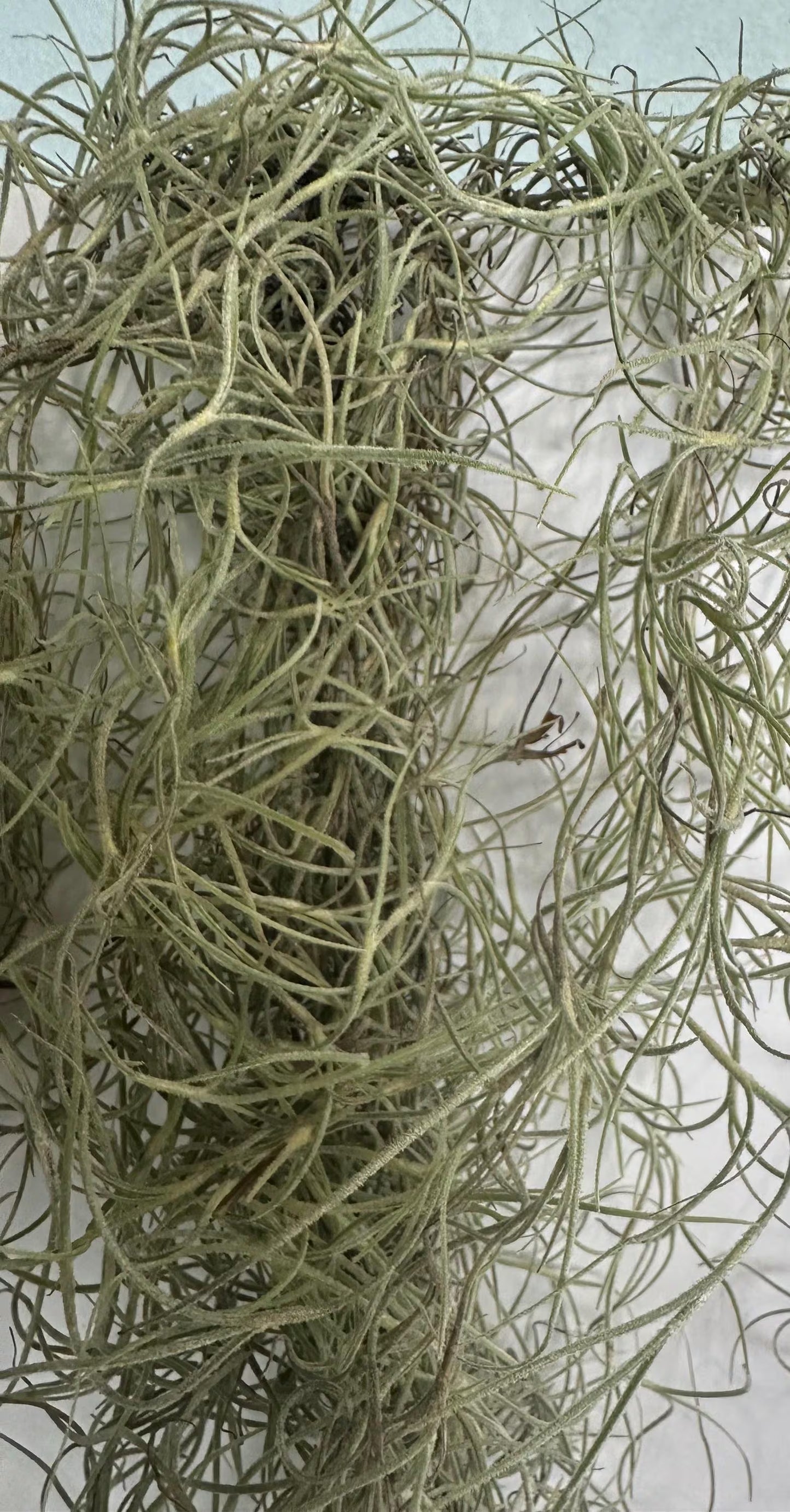 1 -5 GAL Premium Fresh Spanish Moss Air Plant - Healthy Tillandsia Usneoides - Wewdding & Home Decor, Orchids & Terrariums