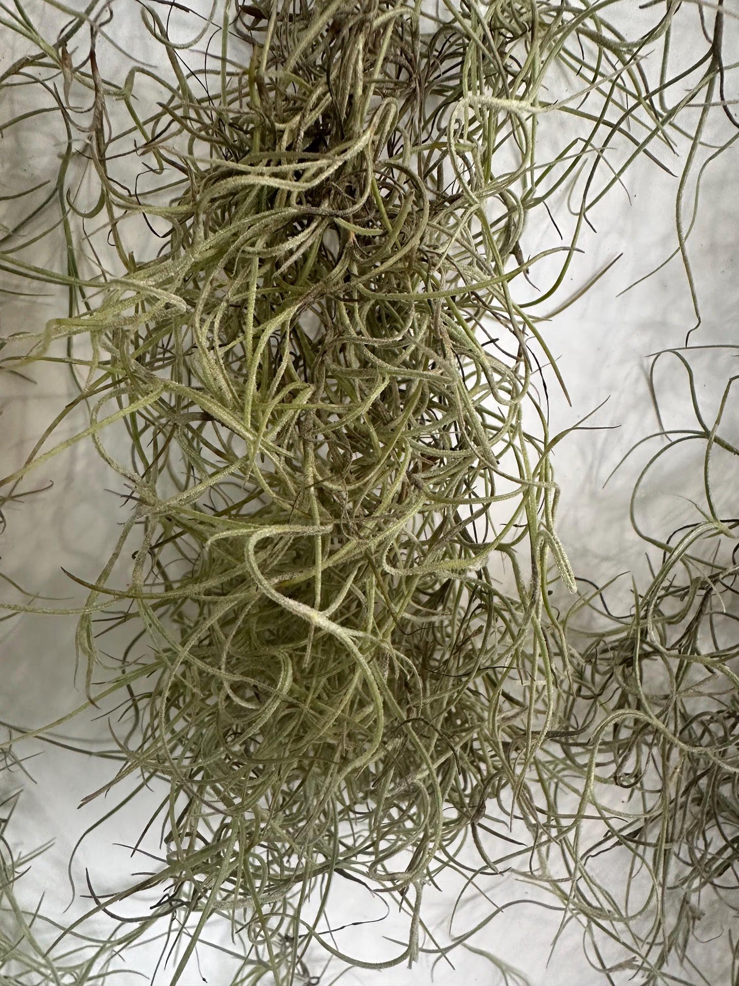1 -5 GAL Premium Fresh Spanish Moss Air Plant - Healthy Tillandsia Usneoides - Wewdding & Home Decor, Orchids & Terrariums