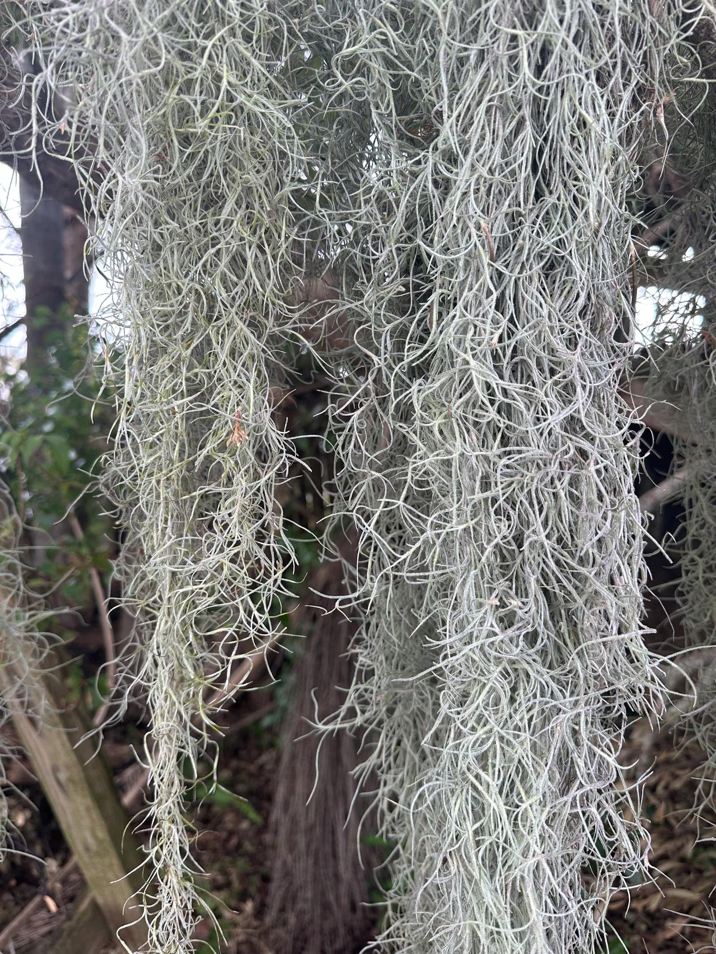 1 -5 GAL Premium Fresh Spanish Moss Air Plant - Healthy Tillandsia Usneoides - Wewdding & Home Decor, Orchids & Terrariums