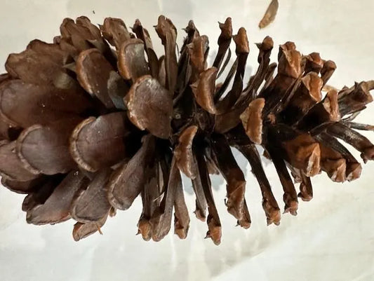 Assorted Fresh Pinecones for Crafting, Wreaths, Decor & More - Organic, Air-Dried, Unscented - Holiday, Wedding, Event - Bulk Orders