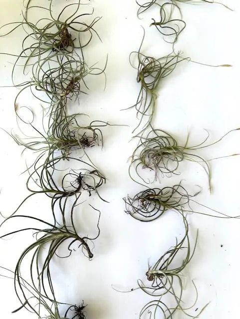 Organic Air Plants Bundle for Home Decor, Terrariums, and Crafts - Set of 20 Live Tillandsia Recurvata from Florida