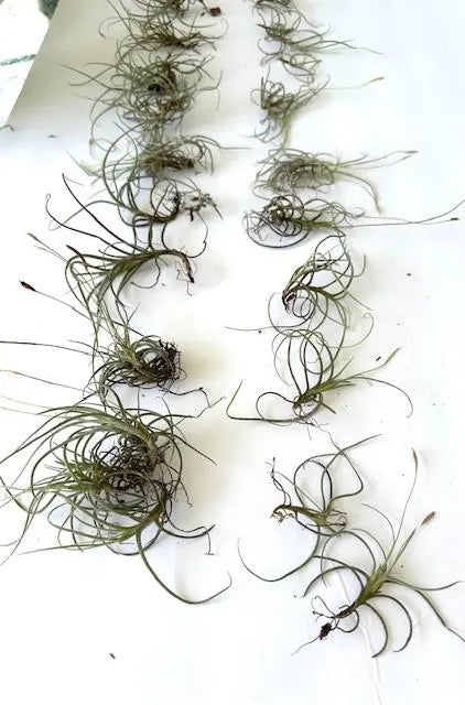 Organic Air Plants Bundle for Home Decor, Terrariums, and Crafts - Set of 20 Live Tillandsia Recurvata from Florida