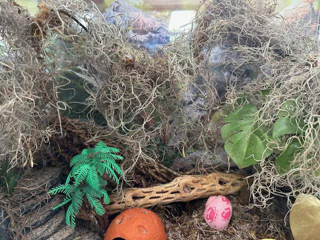 1 -5 GAL Premium Fresh Spanish Moss Air Plant - Healthy Tillandsia Usneoides - Wewdding & Home Decor, Orchids & Terrariums