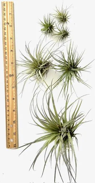 Hand-Selected Live Air Plants in Unique Shells - Perfect for Gifts, Decor, Wedding Favors & More! Free Surprise Gift Included!