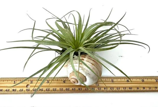 Hand-Selected Live Air Plants in Unique Shells - Perfect for Gifts, Decor, Wedding Favors & More! Free Surprise Gift Included!