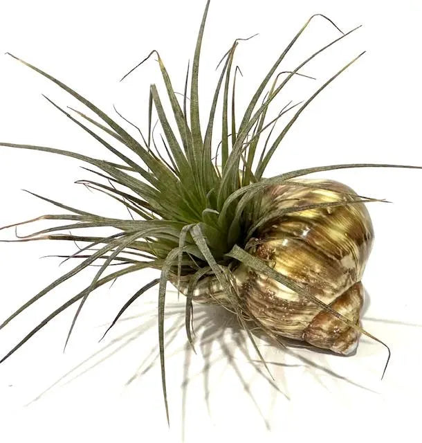 Hand-Selected Live Air Plants in Unique Shells - Perfect for Gifts, Decor, Wedding Favors & More! Free Surprise Gift Included!
