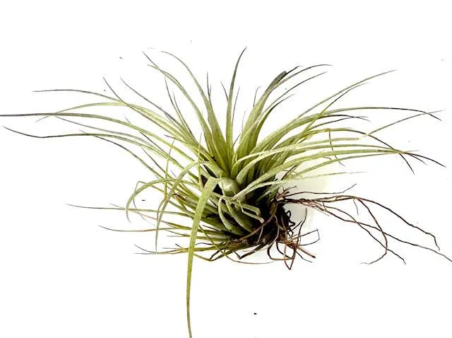 Hand-Selected Live Air Plants in Unique Shells - Perfect for Gifts, Decor, Wedding Favors & More! Free Surprise Gift Included!