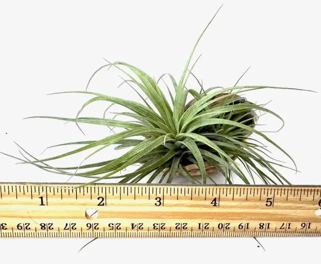 Hand-Selected Live Air Plants in Unique Shells - Perfect for Gifts, Decor, Wedding Favors & More! Free Surprise Gift Included!
